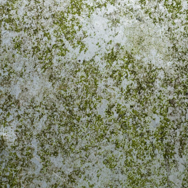 how fast does mold spread